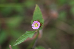 Melochia corchorifolia